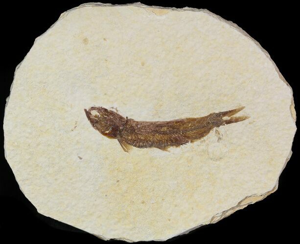 Small, Knightia Fossil Fish - Wyoming #47517